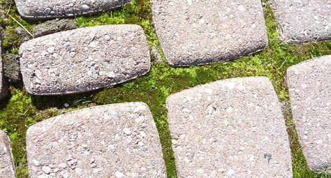 How to Grow Moss Between Pavers | Unilock Moss Between Stepping Stones, Moss Between Flagstone, How To Grow Moss On Concrete, Pavers And Moss Patio, Growing Moss Between Pavers, Irish Moss Between Pavers, What To Plant Between Pavers, How To Grow Moss Between Pavers, Diy Flagstone Pavers