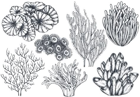 Vector collection of hand drawn ocean plants and coral reef elements. In sketch , #sponsored, #plants, #ocean, #reef, #coral, #collection #ad Coral Reef Drawing, Coral Tattoo, Coral Drawing, Ocean Sleeve, Coral Reef Art, Ocean Plants, Sea Tattoo, Sea Plants, Ocean Tattoos