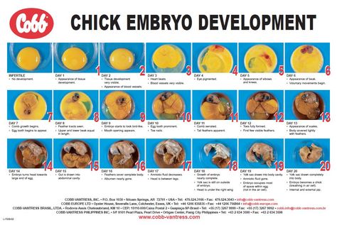 Chick Embryo Development Chart Incubating Chicken Eggs, Egg Candling, Hatching Chickens, Chicken Incubator, Hatching Chicks, Egg Incubator, Keeping Chickens, Hatching Eggs, Baby Chickens