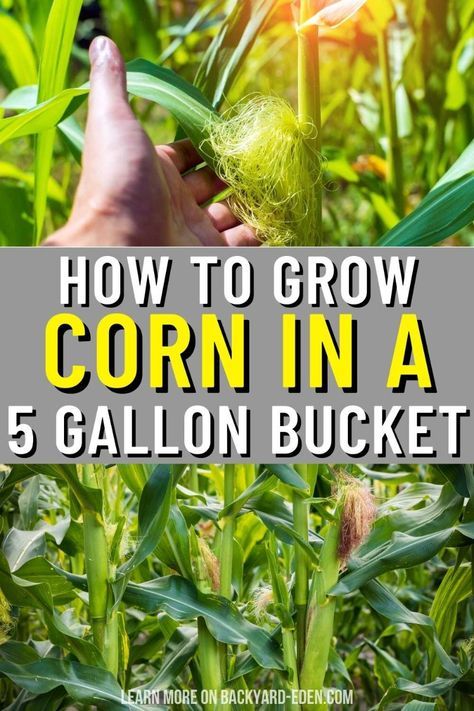 🌽 How to Grow Corn in 5-Gallon Buckets 🌽 Follow our step-by-step guide to successfully grow corn in 5-gallon buckets! 🌱 Learn how to choose the right soil, container, and care practices for thriving corn plants. Discover the best watering techniques and light conditions for a bountiful harvest. Perfect for small spaces and urban gardeners! 🌞🌿 Plant Business Ideas, Corn Garden, Grow Corn, Vegetables In Containers, Log Planter, Growing Corn, 5 Gallon Buckets, Bucket Gardening, Corn Seed