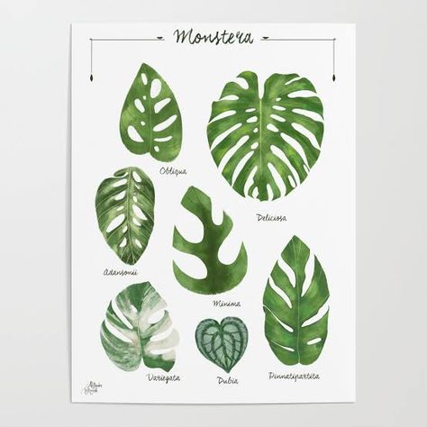 https://encrypted-tbn0.gstatic.com/images?q=tbn:ANd9GcTVPbOMoA4d_5l5QSPV_6wnMt61Xn_j5UFAKQ&usqp=CAU Monstera Varieties, Monstera Illustration, Monstera Obliqua, Monstera Leaves, Monstera Deliciosa, Monstera Leaf, Leaf Art, Cotton Paper, Clothes Pins