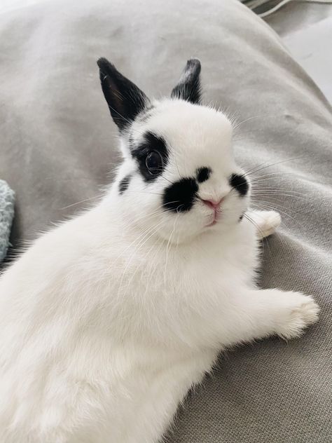 Baby Nose, Daily Bunny, Bunny Stuff, Glossy Eyes, Rabbit Lover, Kawaii Bunny, Bunny Pictures, Cute Animal Pictures, Cuteness Overload