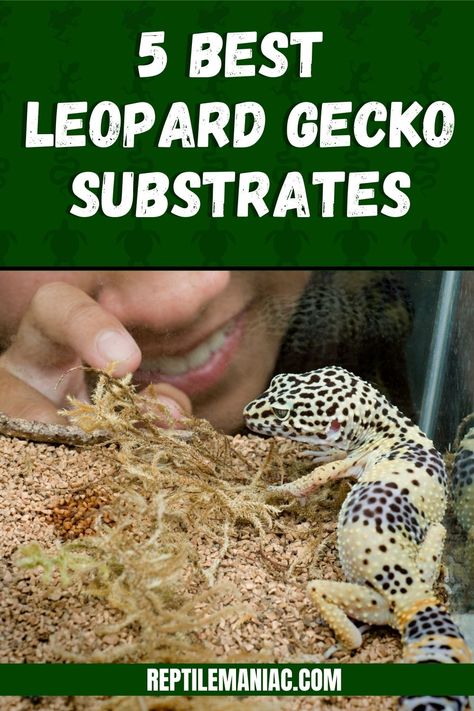 Learn the 5 best leopard gecko substrates and 3 you should avoid! Leapord Gecko Habitat Ideas Diy, Leopard Gecko Safe Plants, Leopard Gecko Substrate, Leopard Gecko Feeding Schedule, Leopard Gecko Bioactive, Leopard Gecko Habitat Ideas, Leopard Gecko Enclosure Ideas, Cute Leopard Gecko Tank Ideas, Leopard Gecko Tank Setup