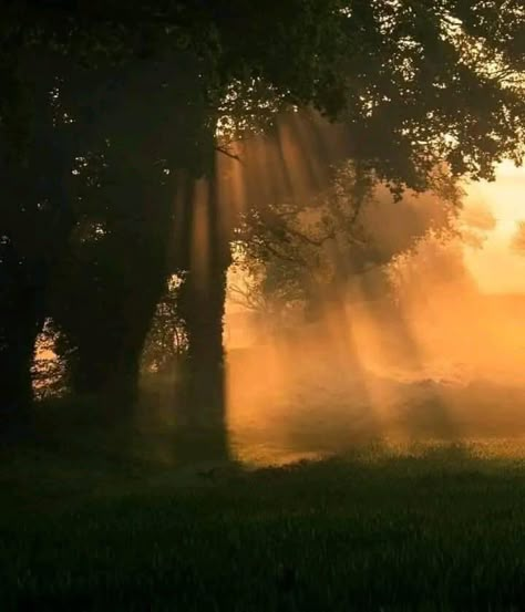 Nature Sunset Aesthetic, Forest Summer, Foggy Morning, Sun Is Shining, Nature Aesthetic, Pretty Places, Golden Hour, Mother Earth, Pretty Pictures