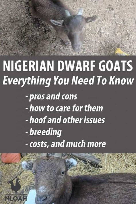 Nigerian dwarf goats are not only excellent for newbies, they offer the best of everything: great food and milk, and a great personality. #goats #livestock #homesteading Backyard Ideas For Dogs, Nigerian Goats, Goat Feeder, Goat Playground, Miniature Goats, Keeping Goats, Goat Shelter, Goat Pen, Mini Goats