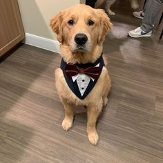 Golden Retriever Wedding, Dog Tuxedo Wedding, Dog Wedding Outfits, Formal Dog, Dog Wedding Attire, Dog Tuxedo, Dog Vests, Dog Suit, Monsieur Madame