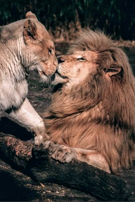 Lion Couple, Lion Photography, Animal Lion, Beautiful Lion, Fur Design, Lion Poster, Lion Love, Animal Accessories, Lion Images