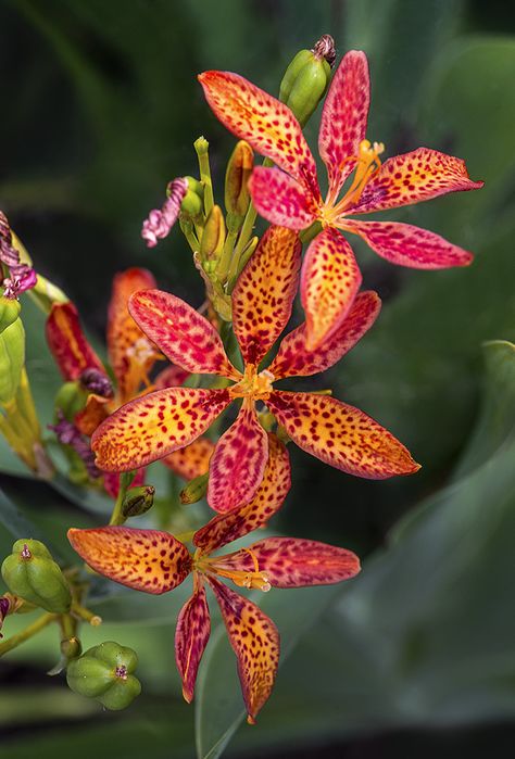 Leopard flower: Iris domestica [Family: Iridaceae]; formerly Belamcanda chinensis - © Cindy Dyer Blackberry Lily Plants, Blackberry Lilies, Blackberry Lily, Blue Passion Flower, Lily Seeds, Leopard Flower, Lily Garden, Australian Native Plants, Unusual Flowers