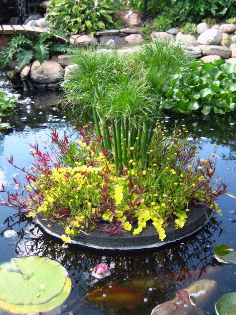 Floating Planters For Pond, Pond Island Ideas, Gothic Homestead, Planter Pond, Bog Filter, Pond In A Pot, Patio Ponds, Small Fish Pond, Swim Pond