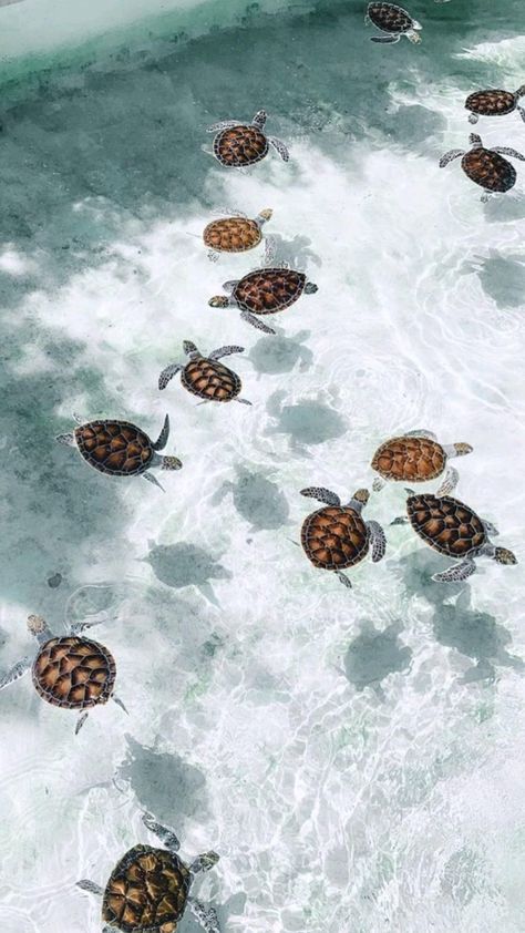 Turtles Swimming, Sea Turtles, In The Ocean, Turtles, The Ocean, Swimming, Water