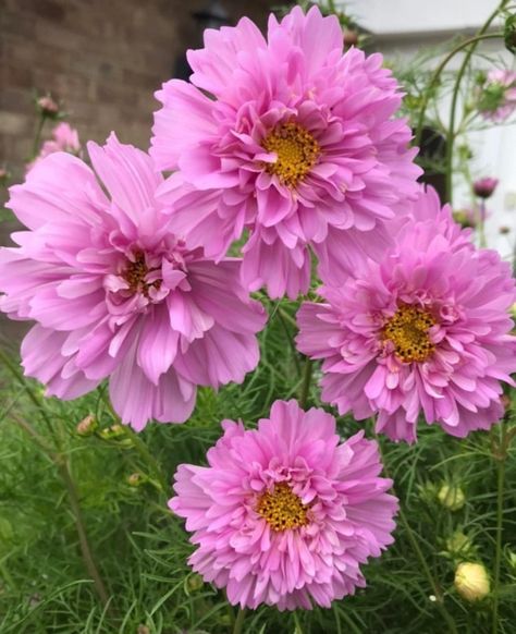 30 COSMOS 'Double Dutch Rose' Seeds Garden Cosmos, Double Click Cosmos, Garden Cosmos Flower, Cosmos Flower Varieties, Apricot Cosmos, Rose Seeds, Cosmos Flowers, Green Garden, Spring Garden