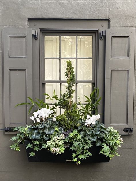 Window Box Winter, Winter Flower Boxes, Winter Window Boxes, Fall Window Boxes, Sacred Garden, Spring Planter, Porch Plants, Container Garden Design, Window Box Flowers