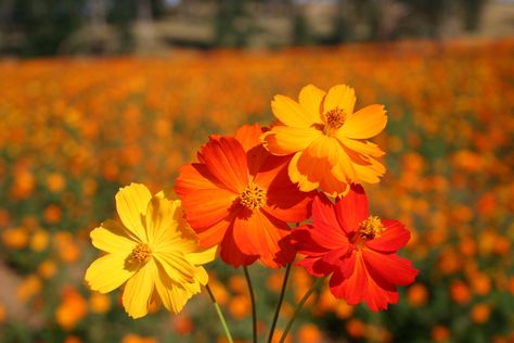 Cosmo Flowers, Enchanted Gardens, Flowers To Paint, Seed Packaging, Yellow Hues, Cosmos Flowers, Landscaping Flowers, Native Flowers, Summer Sunshine