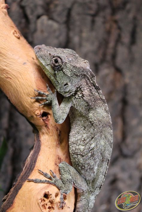 Cuban False Chameleon Cuban False Chameleon Enclosure, Cuban False Chameleon, False Chameleon, Chameleon Enclosure, Animal Types, Snake Reptile, Reptile Room, Reptile Snakes, Chameleons