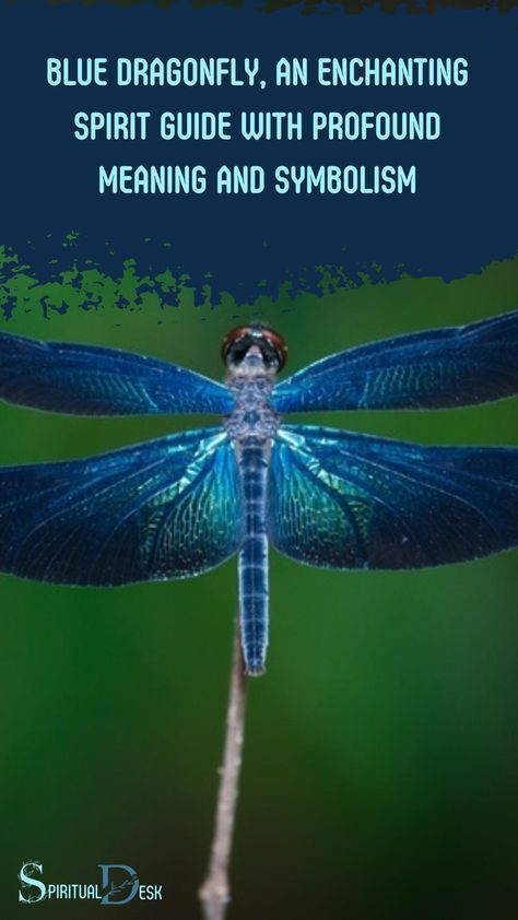 Step into the mystical world of the blue dragonfly, an enchanting spirit guide with profound meaning and symbolism. Discover its captivating secrets as you navigate through life’s intricate journey. #navigate #discover #journey #life #secret #meaning #guide #spirit #spiritguide #bluedragonfly Blue Dragonfly Meaning, Dragonfly Meaning, Shadow Work Spiritual, Spirit Animal Meaning, Dragon Fly Craft, Animal Meanings, Native American Spirituality, Blue Dragonfly, Spiritual Beliefs