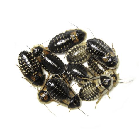 Dubia Roaches, Out Of Control, Animals, Design