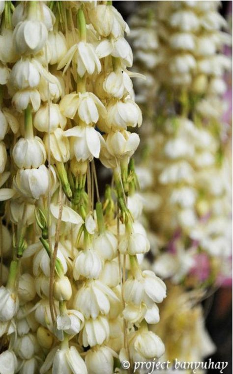 Sampaguita buds Sampaguita Philippines, Philippine Flowers, Sampaguita Flower, Philippines Tattoo, Historical Pics, Textiles Design, Filipino Tattoos, Philippines Culture, Tattoo Board