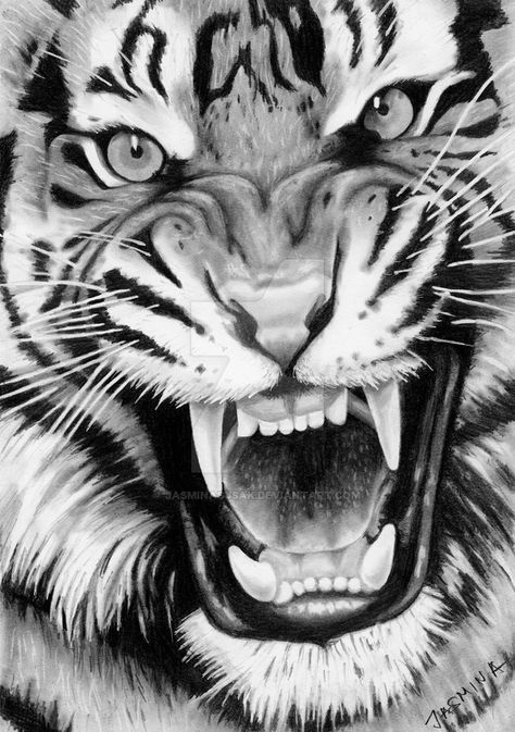 Roaring Tiger - Graphite Drawing by JasminaSusak.deviantart.com on @DeviantArt Tiger Face Drawing, White Tiger Tattoo, Tiger Face Tattoo, Tiger Head Tattoo, Art Tigre, Tiger Sketch, Tiger Photography, Angry Tiger, Tiger Roaring