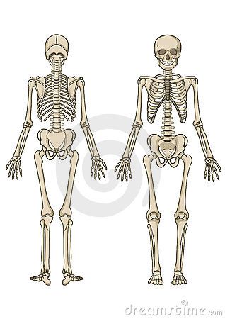 Bones Human Skeleton Diagram, Human Skeleton Labeled, Skeleton Outline, Bones Of The Body, Skeleton Diagram, Human Body Bones, Skeletal System Anatomy, Human Rib Cage, Human Skeletal System