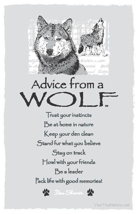 Visit the post for more. Abgedrehter Humor, Lone Wolf Quotes, Animal Spirit Guides, Wolf Quotes, Wolf Spirit Animal, Wolf Love, She Wolf, Trust Your Instincts, Wolf Pictures