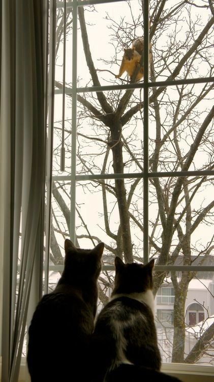 Squirrel Appreciation Day, Looking Out Window, Cat Names, Cat Care, Cat Litter, Squirrels, Litter Box, Image Hd, Halloween Cat