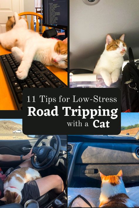 Road Trip With Cats Tips, Traveling With A Cat Road Trips, Travel With Cats In Car, How To Travel With A Cat, Traveling With Cats In Car Road Trips, Road Trip With Cat, Traveling With Cats In Car, Cat Road Trip, Cat Must Haves