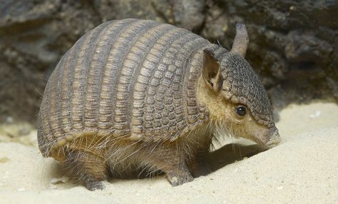 Armadillo Cowboy, Baby Armadillo, Cute Armadillo, Kuda Nil, Fairy Armadillo, Animal Photo, Black And Grey Tattoos, 귀여운 동물, Beautiful Creatures