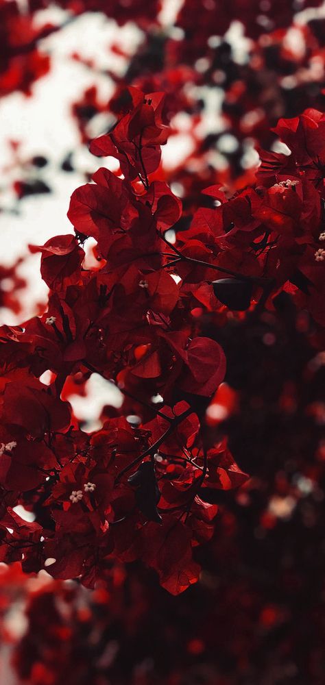 Iphone Background Red, Red Flower Wallpaper, Red Color Background, Dark Red Wallpaper, Balayage Ombré, Vintage Flowers Wallpaper, Iphone Wallpaper Fall, Wallpaper Tumblr, Montage Photo