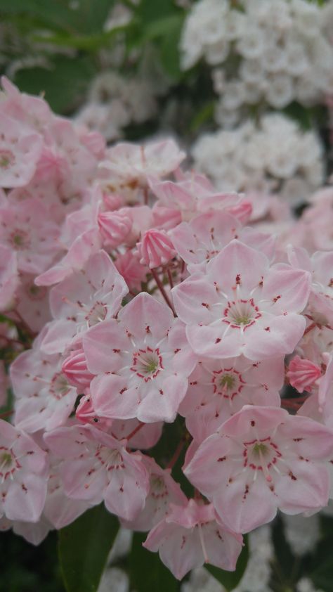 Laurel Flower, Pretty Flowers Pictures, Mountain Laurel, Nothing But Flowers, Flower Therapy, Pretty Plants, Beautiful Flowers Pictures, Little Flowers, Exotic Flowers