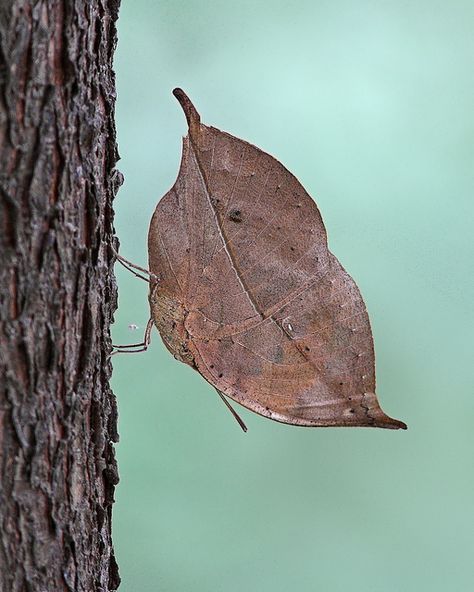 Orange Oakleaf Butterfly - Located throughout tropical  Asia - Photo by HenryKoh Oakleaf Butterfly, Kallima Inachus, Butterfly Camouflage, Leaf Butterfly, Atlas Moth, Cool Insects, Moth Caterpillar, Cool Bugs, Butterfly Photos