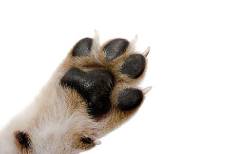 Dog Paw Protection, Dogs Paws, Paw Care, 2nd Place, Dog Info, Dog Safety, 1st Place, Pet Care Tips, Pet Hacks