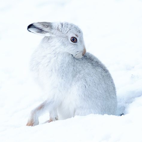 Lovegood Aesthetic, Luna Lovegood Aesthetic, Hare Pictures, White Hare, Aesthetic Harry Potter, Snowshoe Hare, Arctic Hare, Rabbit Pictures, Wild Photography