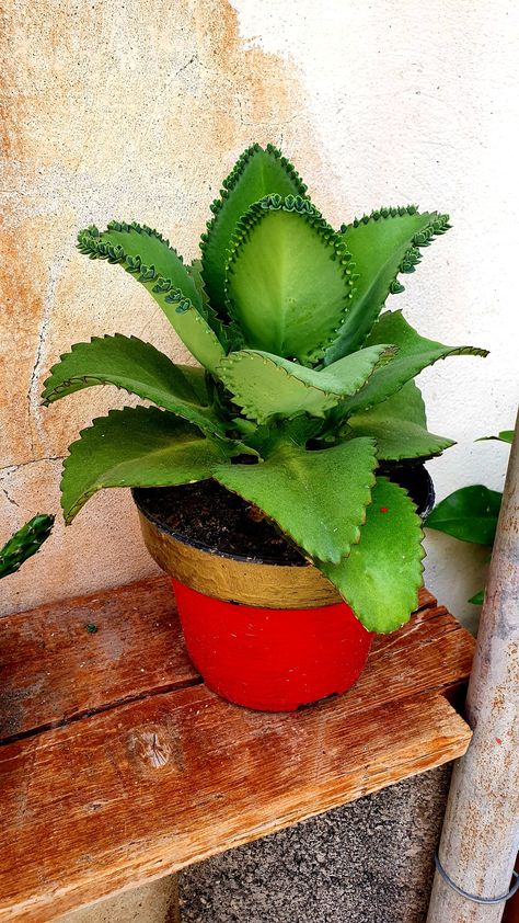 La Kalanchoe laetivirens o Madre de miles es una planta suculenta con sencillos cuidados que te conquistará por el aspecto de sus hojas 🌱 Kalanchoe laetivirens.! Ideas Hogar, Apartment Garden, Cactus Plants, Container Gardening, Planter Pots, Cactus, Apartment, Plants