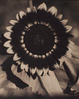 A Bee on a Sunflower by Edward Steichen. Tate Modern London, Edward Steichen, Alfred Stieglitz, Art Terms, Gelatin Silver Print, Famous Photographers, Man Ray, Tate Modern, Great Photographers