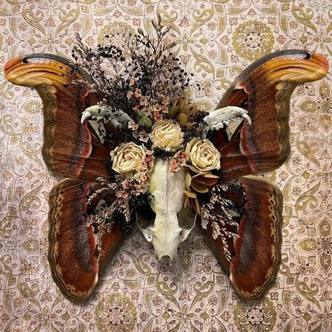 How To Pin Butterflies, Butterfly Pinning, Beautiful Taxidermy, Bone Carver, Oddity Art, Oddities Decor, Taxidermy Decor, Atlas Moth, Skull Crafts