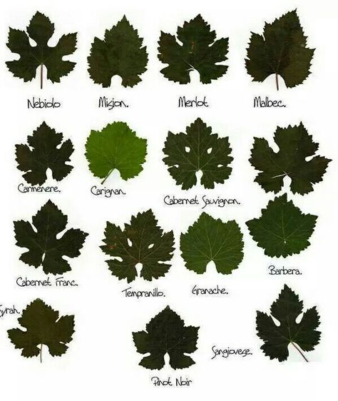 Grape leaves chart, cool Wine Infographic, Wine Leaves, Leaf Identification, Wine Vine, Grape Vineyard, Grape Plant, Wine Map, Wine Knowledge, Wine Varietals