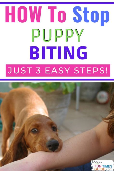 Stop Puppy Biting, Puppy Training Biting, Puppy Time, Puppies Tips, Pet Tips, Golden Retriever Mix, Puppy Biting, Dog Behavior Problems, Cairn Terriers