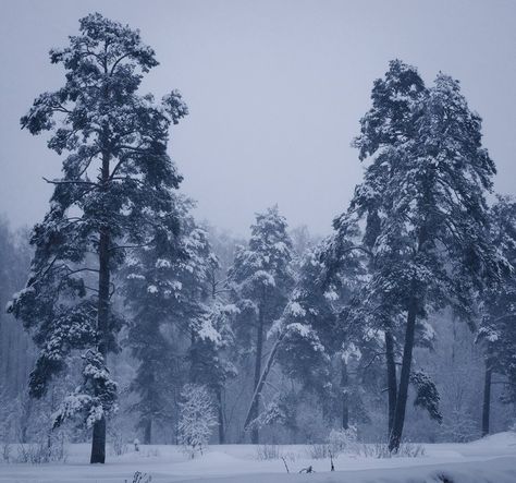 Siberian taiga? Nope. Forest in Moscow region. Siberian Aesthetic, Siberian Forest, Nuclear Apocalypse, Aquarius Rising, Magic Fairy, Endless Night, Pisces Moon, Monthly Challenge, Modern Witch