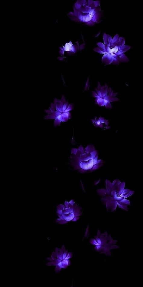 Black And Purple Wallpaper, Dark Purple Wallpaper, Purple Flowers Wallpaper, Aesthetic Wallpaper Iphone, Flowers Photography Wallpaper, Flowery Wallpaper, Dark Phone Wallpapers, Anime Backgrounds Wallpapers, Cool Wallpapers Art