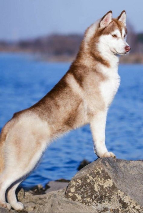 Husky Mix Breeds, Husky Tool Box, Husky Red, Small Husky, Red Siberian Husky, Husky Facts, Siberian Husky Facts, Baby Husky, Husky With Blue Eyes