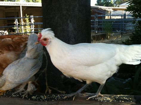 Leghorn Polish cross White Chicken Breeds, Sultan Chicken, Small Chicken Breeds, Heritage Chicken Breeds, Heritage Chickens, Best Egg Laying Chickens, Egg Laying Chickens, Small Chicken, Free Range Chickens