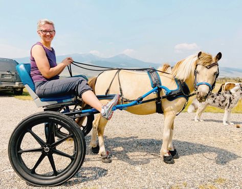 Miniature Horse Driving, Mini Horse Cart, Horse Driving, Driving Horses, Horse Cart, Mini Horses, Carriage Driving, Horse Harness, Saddle Fitting