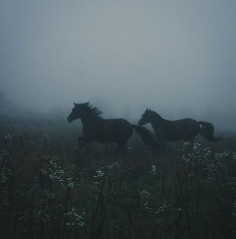 Wild Horses Aesthetic, Wild Horse Aesthetic, Seer Aesthetic, Wallpaper Romantic, Dark Naturalism, Show Horse, Black Horses, Horse Aesthetic, Dark Nature Aesthetic