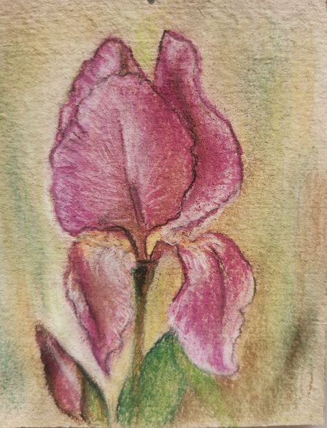 Droopy Flowers Drawing, Droopy Flowers, Pastel Pictures, 8 Martie, Plant Fungus, Flowers Drawing, Flower Drawing, Chalk, Seeds