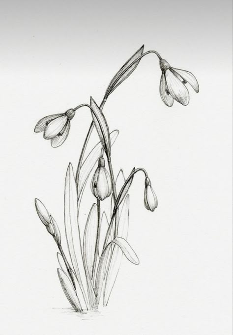 Botanical Illustration Black And White, Snow Drops Flowers, January Flower, Snow Drops, Pen Illustration, Illustration Botanique, Flower Sketches, Floral Drawing, Ink Illustration