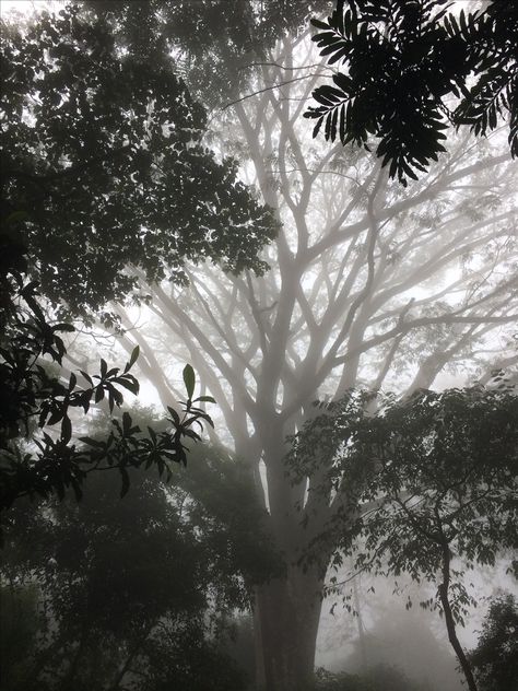 Nelliyampathy Hills Photo, Nandhi Hills Bangalore, Fog Images, Nandi Hills, Black And White Picture Wall, Sky Photography Nature, Boys Dp, Munnar, White Picture