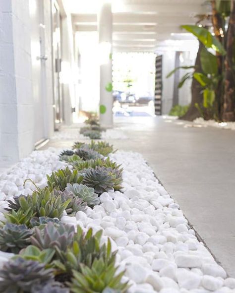 White Rocks in Yard Landscaping, Creative and Contemporary Design Ideas Diy Succulent Wall, Garden Ideas Vegetable, Garden Front Yard, Low Maintenance Landscaping Front Yard, Rock Yard, White Rocks, Landscaping Around Trees, Fragrant Garden, Front Landscaping