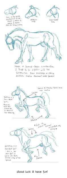 Untitled Drawing A Horse, Doodling Painting, Drawing Horse, Crafts Drawing, Structural Drawing, Doodle Paint, Manga Drawing Tutorials, Chicken Scratch, Horse Drawing