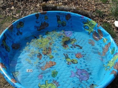 Plastic kiddie pool, for years a new one every summer Kiddie Pool Aesthetic, 2006 Nostalgia, Plastic Kiddie Pool, Plastic Swimming Pool, Childhood Core, 2000s Childhood Memories, Core Memories, 00s Nostalgia, 1970s Childhood