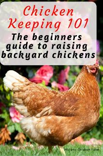 Garden Chickens, What To Feed Chickens, Yard Chickens, Feed Chickens, Urban Homestead, Raising Chicks, Homestead Ideas, Chicken Farming, Backyard Chicken Farming